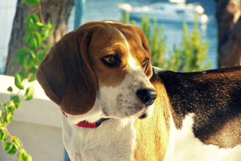 32 of the Least Aggressive Dog Breeds