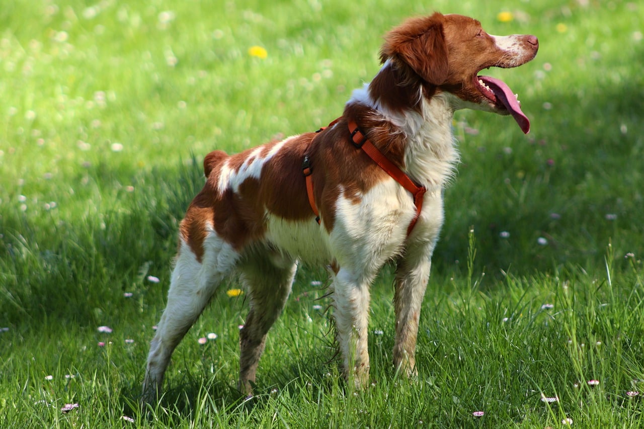 32 of the Least Aggressive Dog Breeds