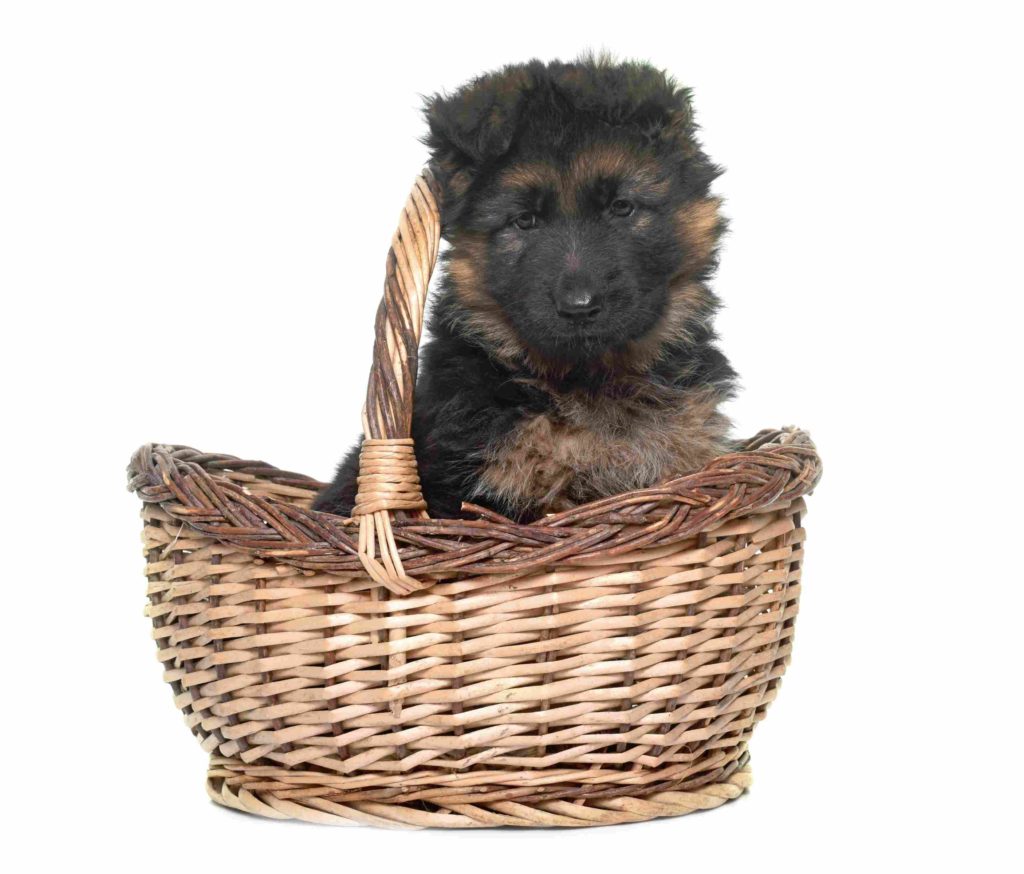 7 Simple Tips on how to Potty Train a German Shepherd Puppy